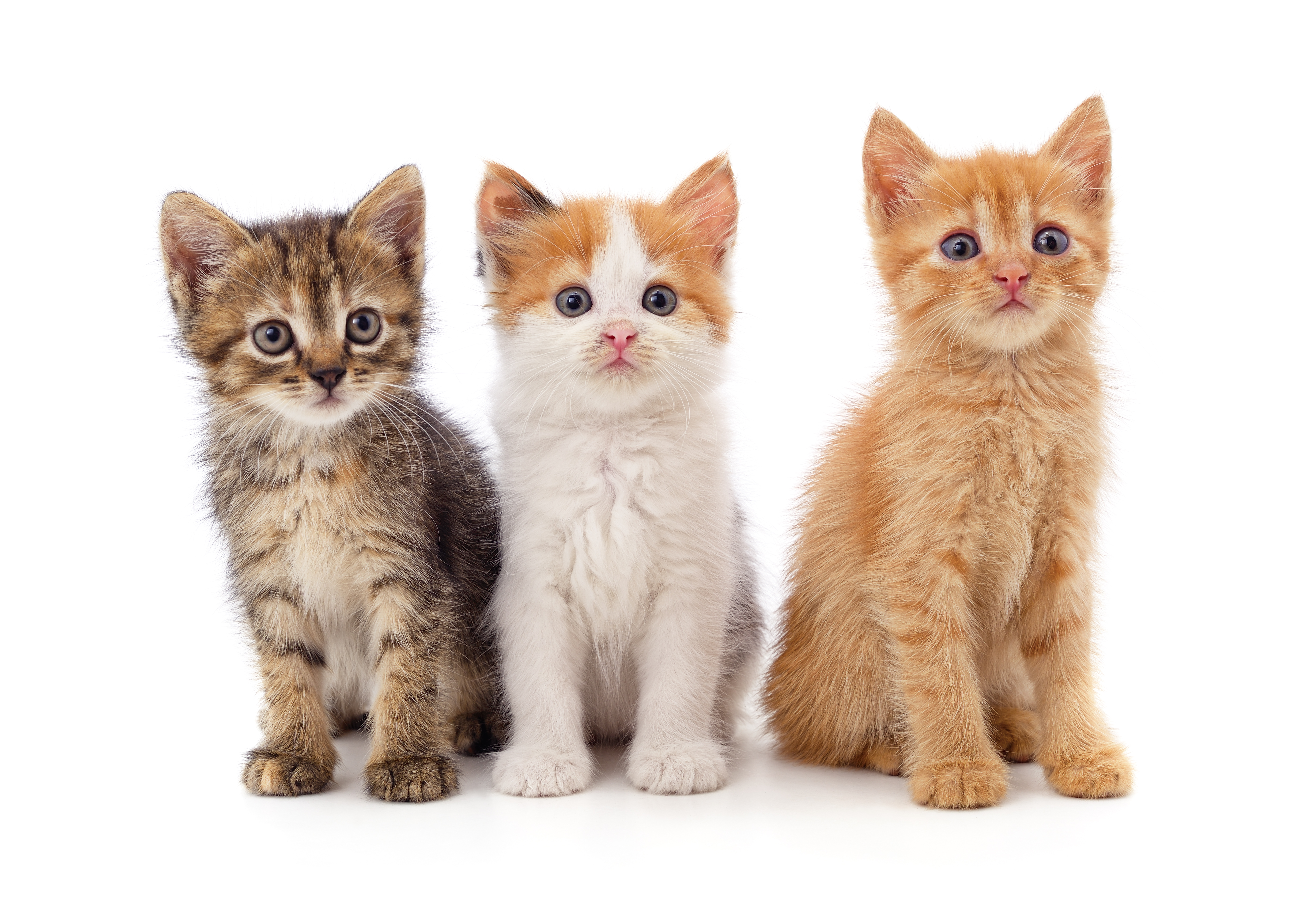 Ein Bild mit mehreren Kitten